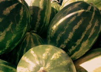 Can Dogs Have Watermelon A Safe Feeding Guide