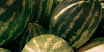 Can Dogs Have Watermelon A Safe Feeding Guide