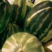 Can Dogs Have Watermelon A Safe Feeding Guide