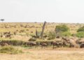 How to Score the Best Value-for-Money Great Migration Safari