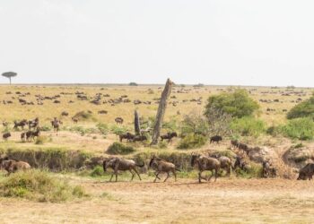 How to Score the Best Value-for-Money Great Migration Safari