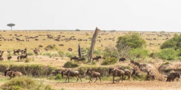How to Score the Best Value-for-Money Great Migration Safari
