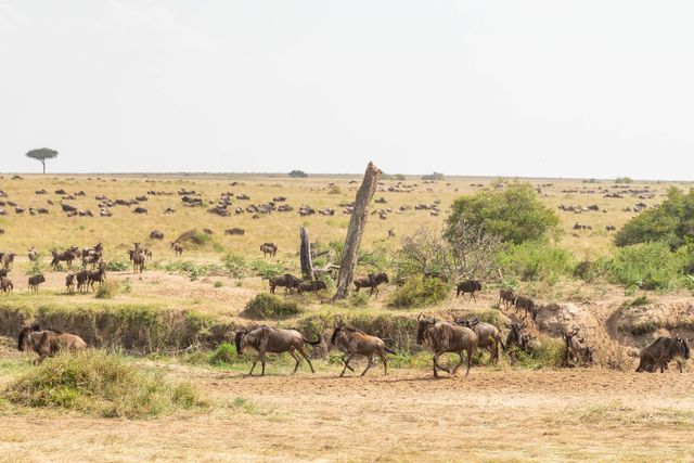 How to Score the Best Value-for-Money Great Migration Safari