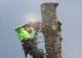 Oak Tree Pruning The Safest Way to Do It