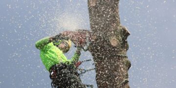 Oak Tree Pruning The Safest Way to Do It