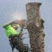 Oak Tree Pruning The Safest Way to Do It