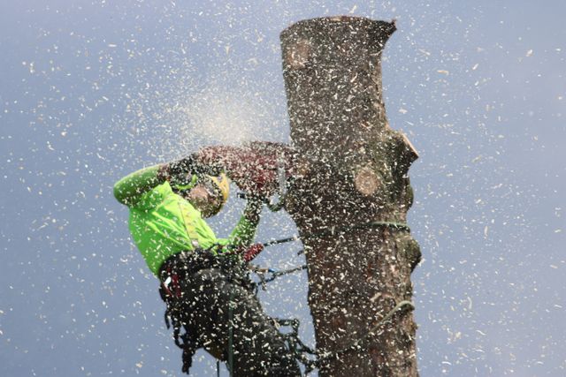 Oak Tree Pruning The Safest Way to Do It