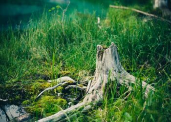 Removing Tree Stumps Best Methods That Actually Work