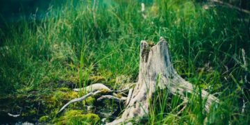 Removing Tree Stumps Best Methods That Actually Work