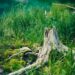 Removing Tree Stumps Best Methods That Actually Work