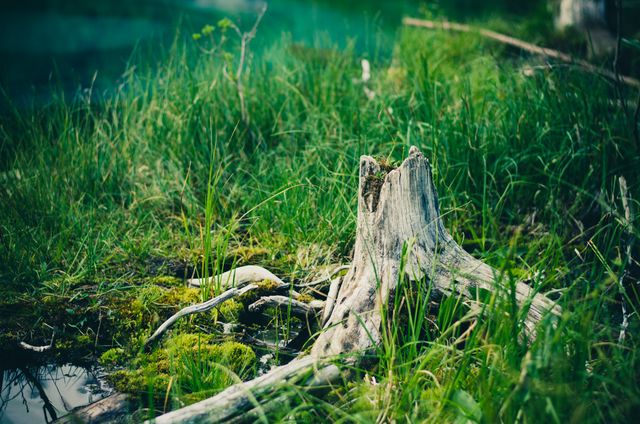 Removing Tree Stumps Best Methods That Actually Work