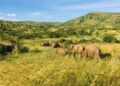 The Best Places to Visit on a Kenyan Safari