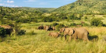 The Best Places to Visit on a Kenyan Safari