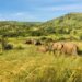 The Best Places to Visit on a Kenyan Safari