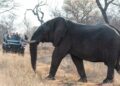 The Slow Safari Family Luxury in South Africa