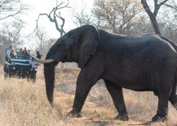 The Slow Safari Family Luxury in South Africa