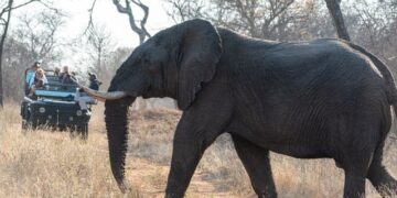 The Slow Safari Family Luxury in South Africa