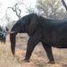 The Slow Safari Family Luxury in South Africa