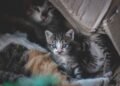 How Often Do Kittens Poop What’s Normal