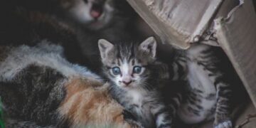 How Often Do Kittens Poop What’s Normal