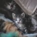 How Often Do Kittens Poop What’s Normal