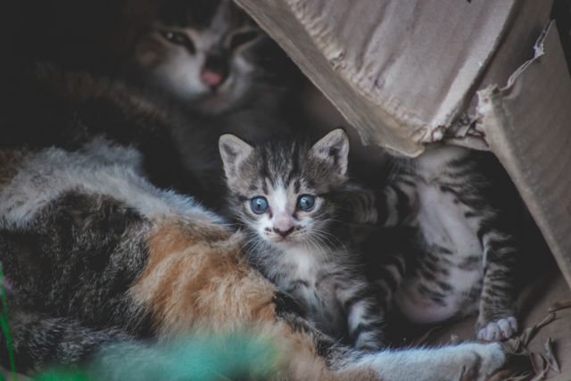 How Often Do Kittens Poop What’s Normal