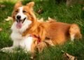 Bernese Mountain Dog Golden Retriever Mix Complete Guide