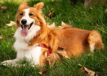 Bernese Mountain Dog Golden Retriever Mix Complete Guide