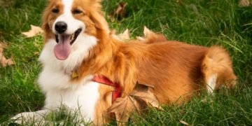 Bernese Mountain Dog Golden Retriever Mix Complete Guide