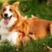 Bernese Mountain Dog Golden Retriever Mix Complete Guide