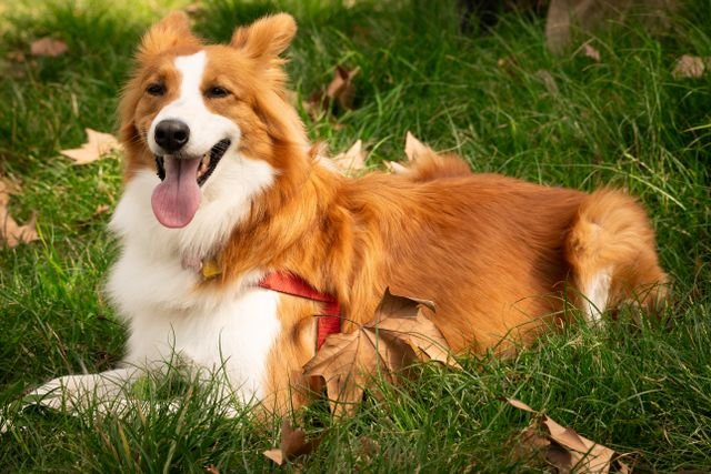 Bernese Mountain Dog Golden Retriever Mix Complete Guide