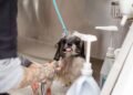 Can You Use Human Shampoo on Dogs What Vets Say