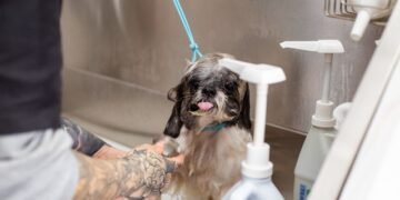 Can You Use Human Shampoo on Dogs What Vets Say