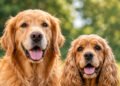 Golden Retriever Cocker Spaniel Mix Complete Guide