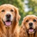 Golden Retriever Cocker Spaniel Mix Complete Guide